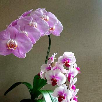 好きな花♡の画像 by 畔道烏さん | お出かけ先とクンシランと癒やされると花から元気をと鮮やか と好きな花♡と優雅な花と花フェスタと花のある暮らしと紫の花