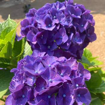紫の花♡の画像 by ⌘Juneberry⌘さん | 紫陽花と地植えと実家の裏庭と鮮やか✨と紫の花♡
