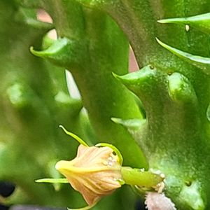 フェルニア コラットスター,Huernia 'korat star',塊根植物,多肉植物とサボテン,ガガイモ科の画像
