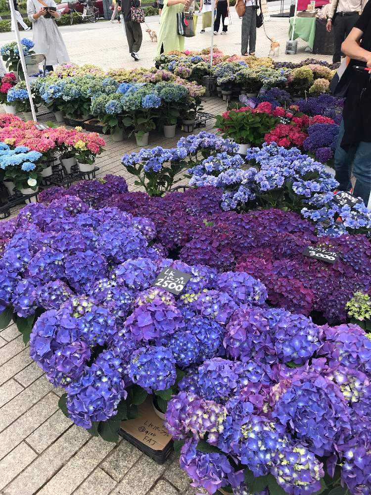 6月18日に開催された 横浜赤煉瓦倉庫前のフラワーフェスティバル はなむすびに行ってきました Greensnap グリーンスナップ