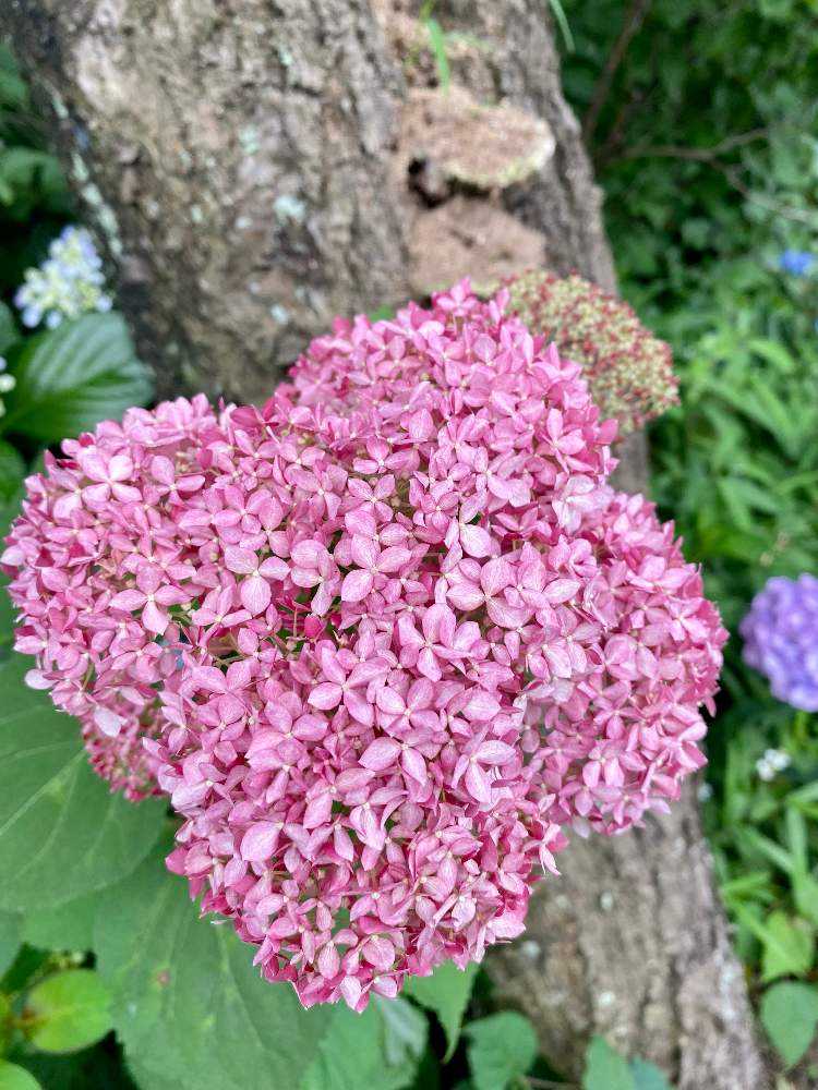 🟫 2022 【曹洞宗 興禅院】紫陽花のころ🟫｜🍀GreenSnap（グリーン