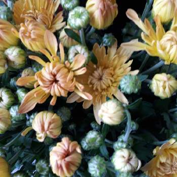 花市場の画像 by すいかさん | スプレー菊と花市場と仕事先と黄色のお花とはなのある暮らし