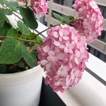 あじさい アナベルの投稿画像一覧 Greensnap グリーンスナップ あじさい アナベルの投稿画像一覧 Greensnap グリーンスナップ