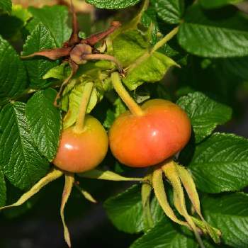 ハマナスの実の投稿画像一覧 Greensnap グリーンスナップ ハマナスの実の投稿画像一覧 Greensnap グリーンスナップ