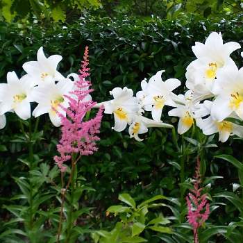 ピンクの花が好きの画像 by hiroさん | ウクライナに平和をと白い花が好きとピンクの花が好きと医療関係者に感謝とJuneの会とコロナに負けるな‼️とアスチルベ ピンクとテッポウユリ♡と2020年6月同期NO,004と大泉緑地公園