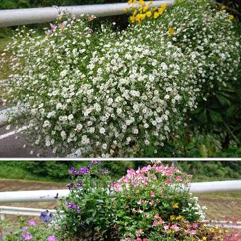 可愛い小花の画像 by ちっちさんさん | 広い庭とリシマキアとジプソフィラと鉢植えと花のある暮らしと可愛い小花とハンギング