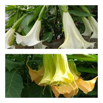 エンジェルストランペット,胡蝶蘭の花,八ヶ岳山麓,沖縄,マングローブ林の画像