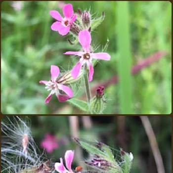 ナデシコ科の投稿画像一覧 Greensnap グリーンスナップ