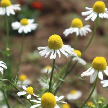 カモミール,ジャーマンカモミール,ハーブの花,耐寒性1年草,くらし×おうちハーブフォトコンの画像