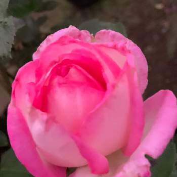 プリンセスドゥ・モナコの画像 by ごんたさん | 小さな庭とプリンセスドゥ・モナコとバラ初心者とばら バラ 薔薇と薔薇のある暮らし♡とおうち園芸と#花のある暮らしと薔薇が好き❤と乙女色クラブと薔薇♪
