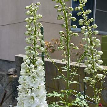 好きなお花の画像 by 鯉太郎さん | デルフィ二ウムとお庭と白いお花と好きなお花と長い花穂