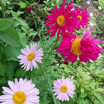 大きな花の画像 by ヨッシー☘️さん | 小さな庭とアカバナムシヨケギクと赤花除虫菊と耐寒性宿根草と大きな花と北海道で越冬可と北海道の庭とヨッシーガーデン☘️2022