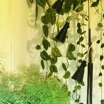 スキンダプサス属の画像 by ジャングルeさん | 観葉植物とスキンダプサス属とリプサリス属と成長記録とシダ植物とIKEA