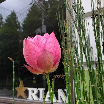 蓮（はす）の画像 by RIAN マスターさん | 窓辺と蓮（はす）とトクサと水生植物