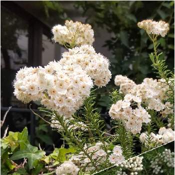珍しい植物の画像 by Kevinさん | ライスフラワーと白い恋人達とビューティフル サンデーと❀白の幻想❀とGS映えと２０２０年５月同期と今日の一枚と@珍しい植物と純白ファンクラブと可愛いと珍しい植物とオセアニア原産と花のある暮らしとかわいいと白い花と白い花マニアと素敵とプチプチとモフモフとつぶつぶとちっちゃいものクラブ