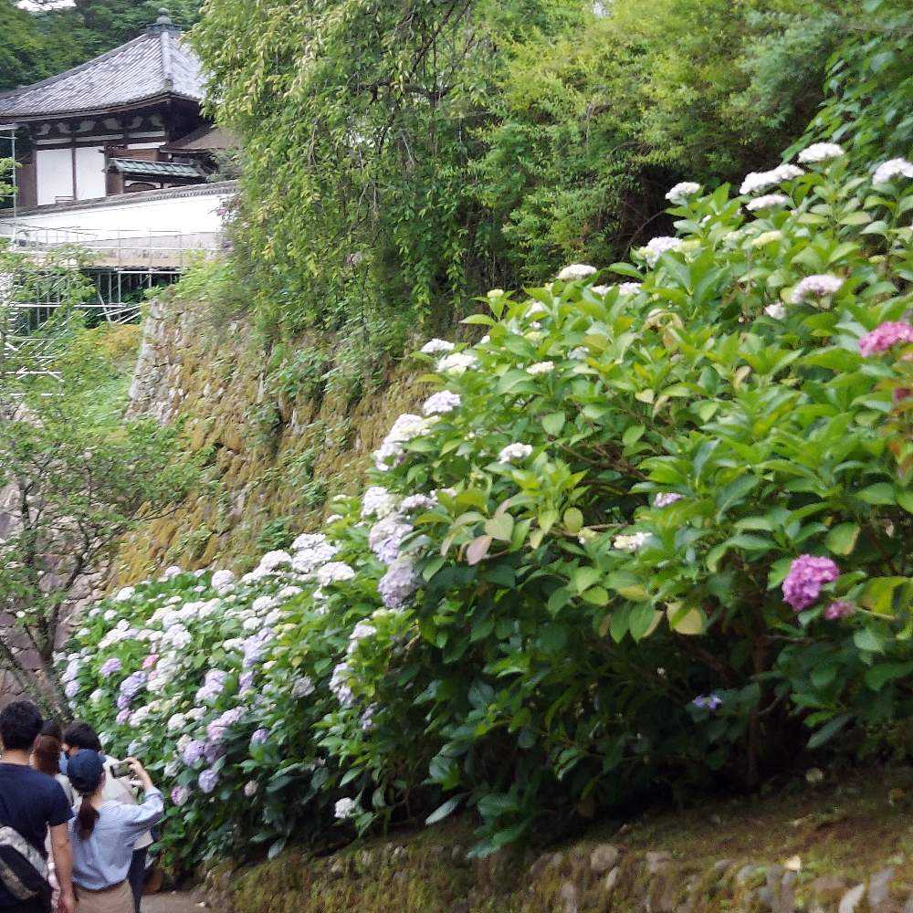 奈良 長谷寺 花の寺 Greensnap グリーンスナップ