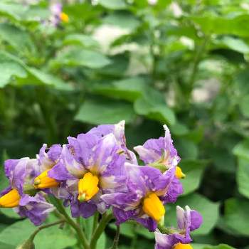 ジャガイモの花の画像 by サボテンyさん | ジャガイモとジャガイモメークインとジャガイモの花と家庭菜園