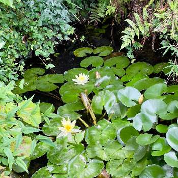 庭の池の画像 by アンジュローズ      徳島　阿南さん | 小さな庭と南天と睡蓮とシダ類と庭の花と田舎の庭と庭の池