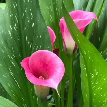 Global peaceの画像 by 蓮華さん | カラーとGlobal peaceと植物散歩とGSの皆さんに感謝してます。と医療従事者に感謝とoriの自由なピンクの日