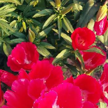 ゴテチャの画像 by フラワーポットさん | 畑とゴテチャとイロマツヨイグサと季節の花