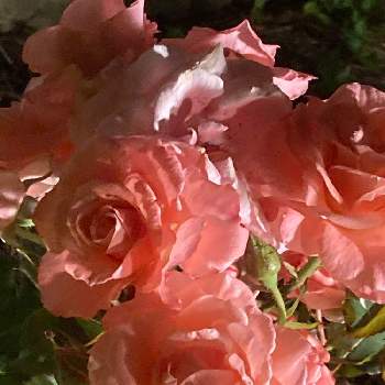 素敵な日曜日を✨の画像 by タマイケルさん | 広い庭とバラ　アンジュロゼと感謝 感謝 ❤とうつむく花♪とばら バラ 薔薇と素敵な日曜日を✨とユーミンに包まれたならとビューティフル サンデーと毎日ローズショーとユーミンつながりとユーミンつながりの皆さんに感謝と㊗️ユーミンデビュー50周年とあっ日曜日と「戦争のない、平和な世界に」とチーム愛知とユーミンの日
