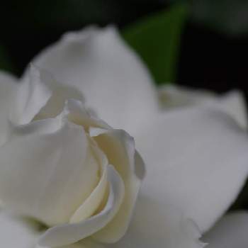 クチナシ属の投稿画像一覧 Greensnap グリーンスナップ クチナシ属の投稿画像一覧 Greensnap グリーンスナップ