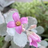 カランコエ プミラ,多肉植物初心者,多肉植物,ピンクの花,ピンク色の画像