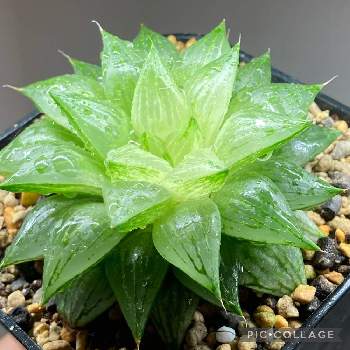 ハオルチア 氷砂糖の投稿画像一覧 Greensnap グリーンスナップ