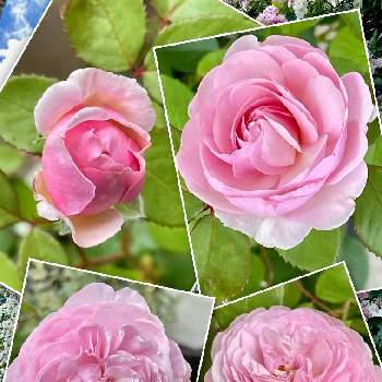 オリビアローズ オースチンの画像 by けいこさん | 小さな庭とオリビアローズ オースチンとバラといつもありがとう♡とビューティフル サンデーとピンク❤︎ピンクとコロナに負けるな！と皆様に感謝と綺麗と医療現場の人々に感謝とげんきもらえますと鉢植えと平和を願う☆と乙女色クラブと癒し…♡とoriの自由なピンクの日と春色ピンク