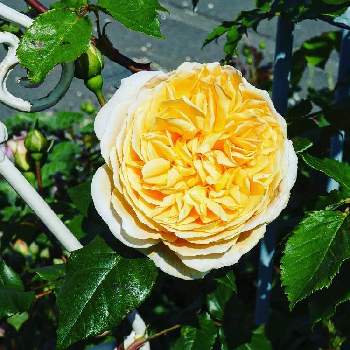 バラ クラウン プリンセス マルガリータの投稿画像一覧 Greensnap グリーンスナップ