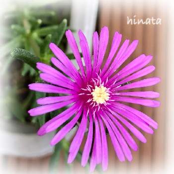 可愛い小さなの画像 by hinataさん | バルコニー/ベランダと19日はピンクの日と⚔️心を燃やせとお花大好き♡とピンクの花と癒しと可愛い小さなとピンクの日と松葉菊♡と癒される
