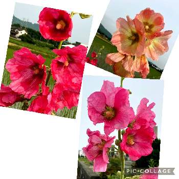 タチアオイの花の画像 by tomokoさん | タチアオイと素敵✨✨✨と可愛い❤と今が1番❤とタチアオイの花と花いろいろと君も花が好きなのかと綺麗✨