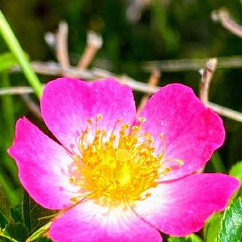 小学生なら2分の1成人式(GS4年生)の画像 by ゴンゴンさん | 小さな庭とミニバラ・バラとバラと安曇野とばら バラ 薔薇とクライミングローズとグラデーションと新型コロナウィルスに負けるなと今日のうれしかったこととゴンゴンの庭と森のがっこうと乙女色クラブとピンク色の花とシベが美しいと森の負けないぞ❗️と蕊好きと花のある暮らしとGSアダルトチームと小学生なら2分の1成人式(GS4年生)と優しい気持ちと幸せな時間と多様性を愛する会と小さな花