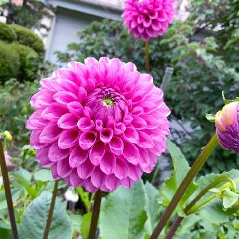 ダリアの神様の投稿画像一覧 Greensnap グリーンスナップ