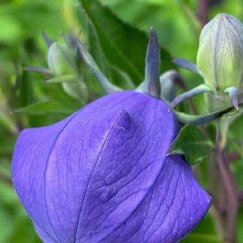 素敵な日曜日を✨の画像 by シクラメンさん | 小さな庭と素敵な日曜日を✨と穏やかな日々を願ってとキキョウ✨と癒されると紫色のお花とお花とグリーンのある暮らしとかわいいと蕾が膨らんできた♡