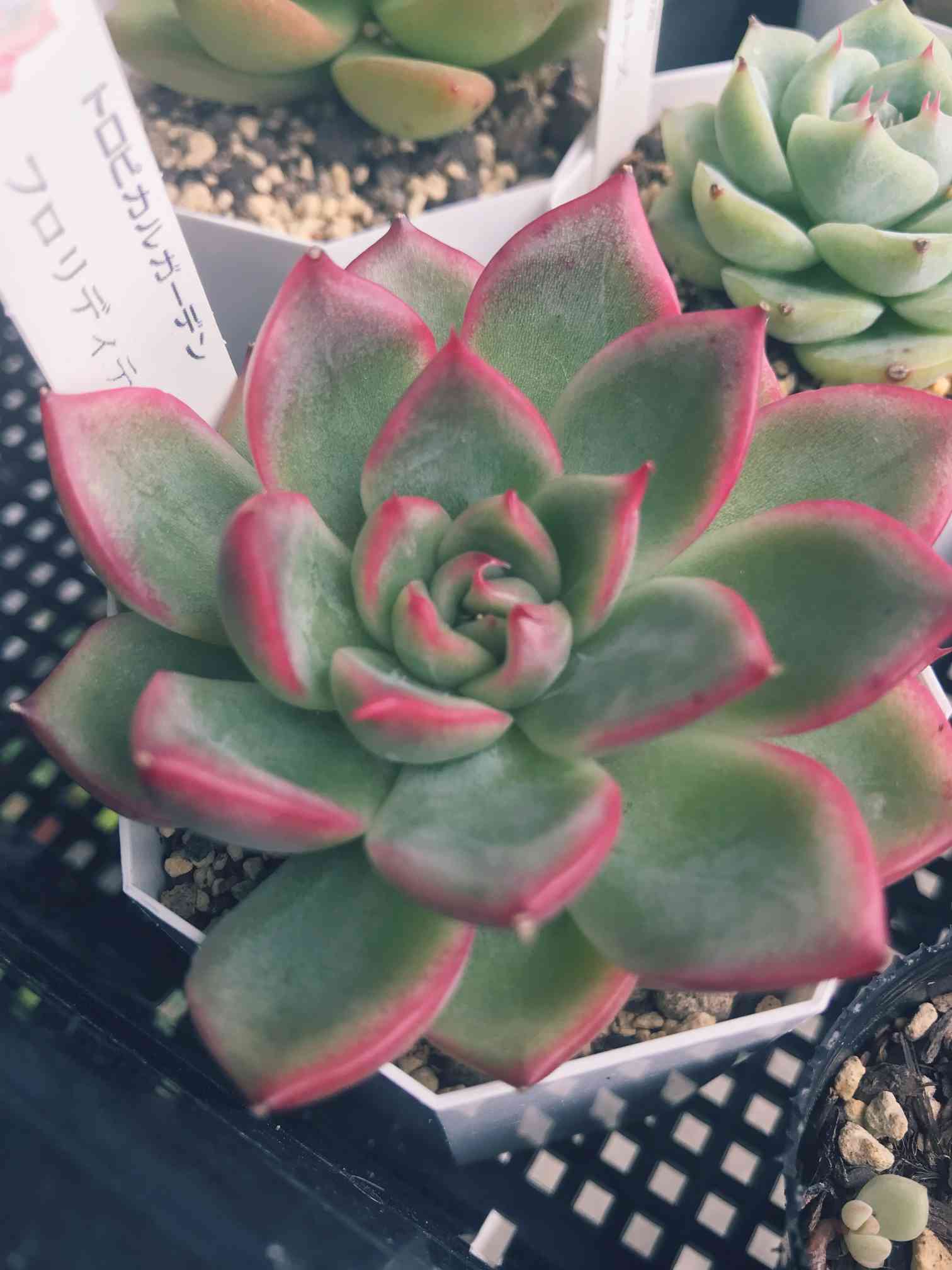 フロリディティー エケベリアの一覧｜🍀GreenSnap（グリーンスナップ）