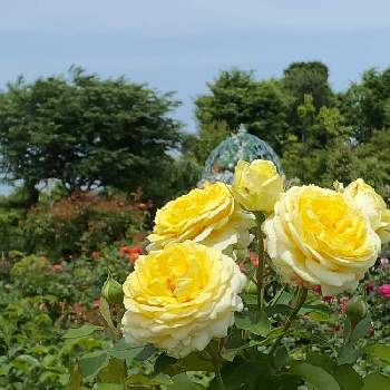Hybrid Teaの画像 by keychanさん | Hybrid Teaと黄色、レモンイエローと京成バラ園と大輪と中香と薔薇♪と四季咲き♪