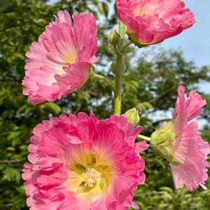 タチアオイ,ホリホック（タチアオイ）,花壇,アオイ科,ピンクの花の画像