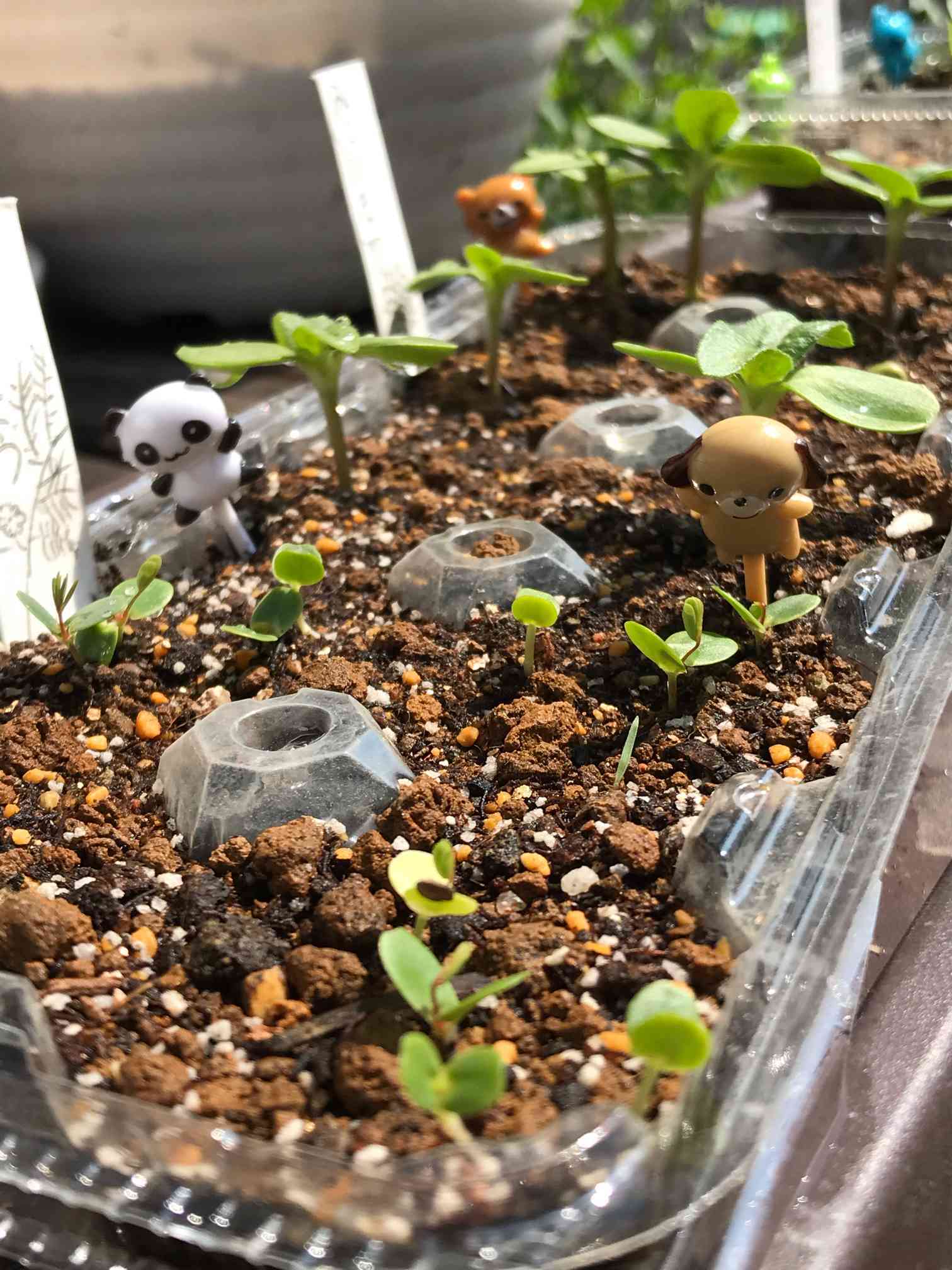 🌸種まきダリヤとオジギソウ🌱🌱🌸｜🍀GreenSnap（グリーンスナップ）