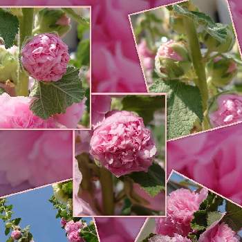 ピンクピンクの画像 by michiさん | 小さな庭とアルセアダブル ピンクと癒やしとピンクの花とお庭のお花とコラージュとピンクの日とはなのある暮らしとピンク愛好会とミッチの会とピンクワールドへ ようこそとかわいいとピンクピンクと春色ピンクと19日はピンクの日!
