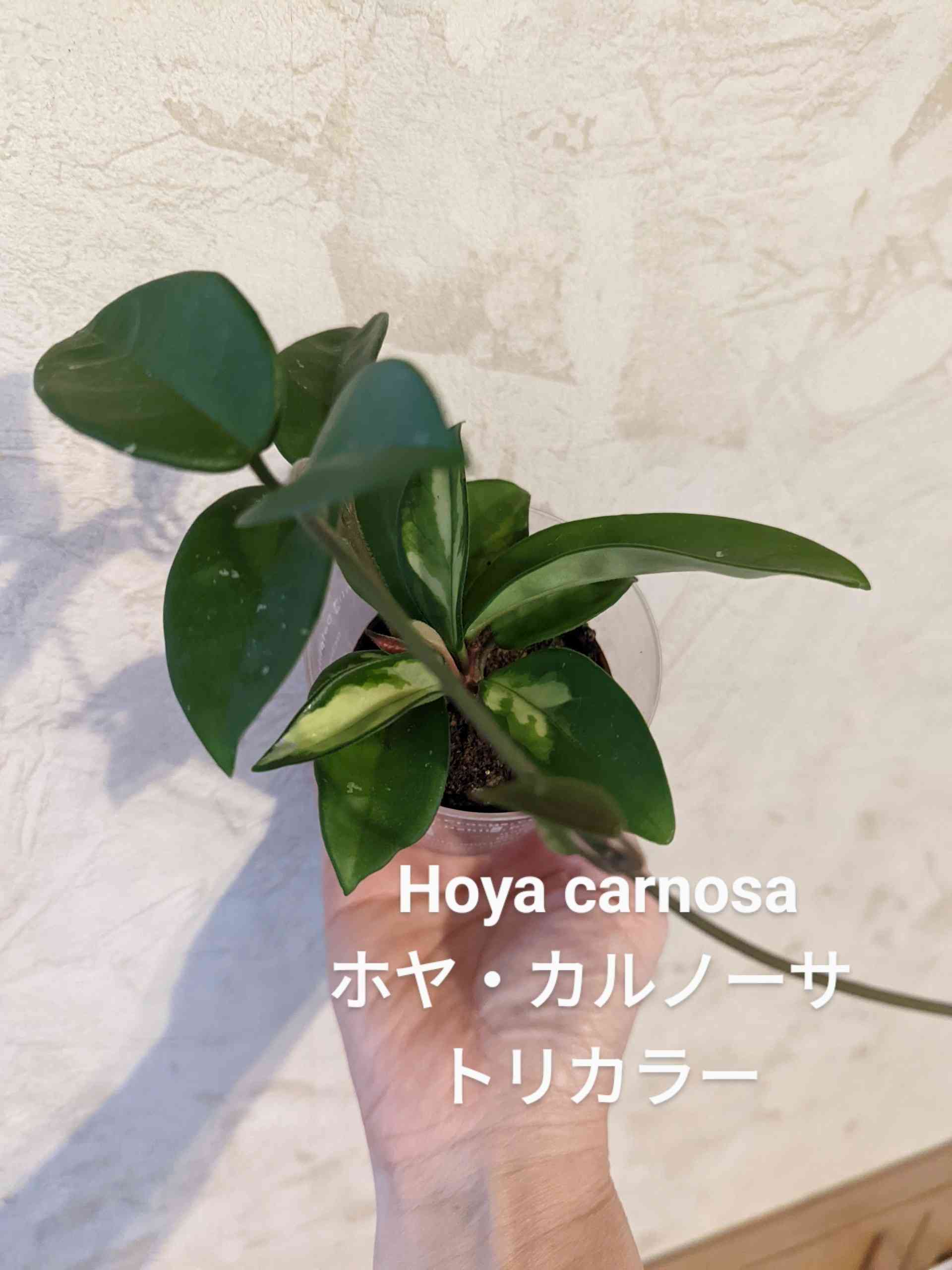 花だけでなく、カラフルな色合いの葉も楽しめる❣️ホヤ カルノーサトリカラーの苗 - 植物/観葉植物