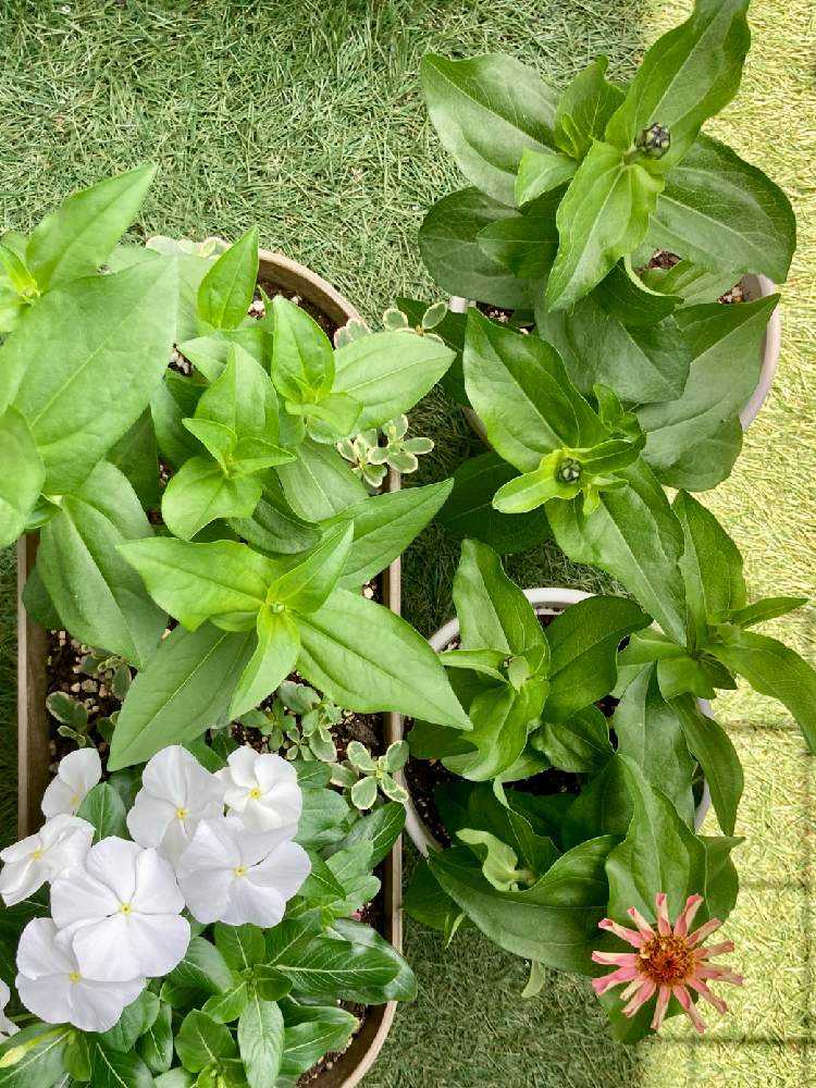 ジニア（百日草）ドリームランド 種まきからの成長記録｜🍀GreenSnap