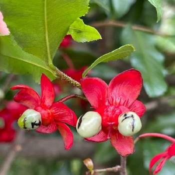 ミッキーマウスの木 の投稿画像一覧 Greensnap グリーンスナップ