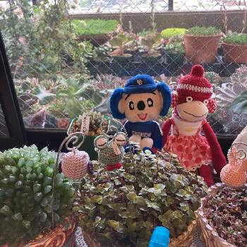 TuMuGuの画像 by はくほうさん | 窓辺とカリシアレペンス(桜色カリシア)とカリシア ロザートと多肉植物とチーム愛知と19日はドアラの日とerioとレイジュさんの編みぐるみピック☆とTuMuGuとえりおさんの鉢とドアラと植物のある暮らしと朝のタニパト