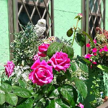 魅惑的の画像 by RIE♥️さん | プラムパーフェクトとGood morningとおうち時間と初心者と癒しと季節の花とおうち園芸とお花屋さんの気分と魅惑的と大好きな花と花のある暮らしと薔薇♪