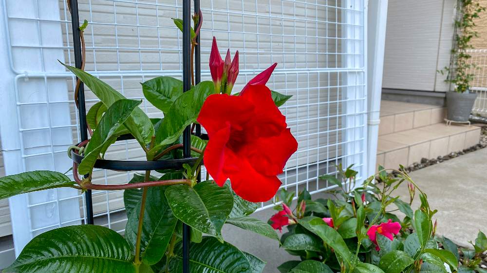 サンパラソル ジャイアントの投稿画像 By にゃんこさん サンパラソルジャイアント エンペラーズクリムゾンとサンフラビトと千葉県と鉢植えと花 のある暮らしと花と生きるサントリーとサンパラソルジャイアントとサンフラビトと千葉県と鉢植えと花のある暮らしと花と生きる サンパラソル ジャイアントの投稿画像 By にゃんこさん サンパラソルジャイアント エンペラーズクリムゾンとサンフラビトと千葉県と鉢植えと花 のある暮らしと花と生きるサントリーとサンパラソルジャイアントとサンフラビトと千葉県と鉢植えと花のある暮らしと花と生きる