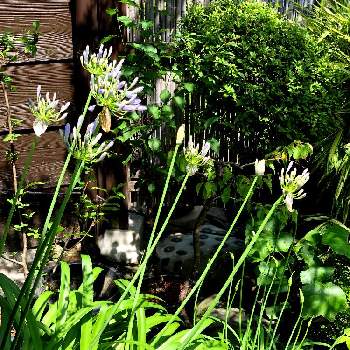 和の趣の画像 by BTMさん | 小さな庭と和の趣と自然が織りなす色とみどりみどりと風にのると和の庭と紫色の蕾