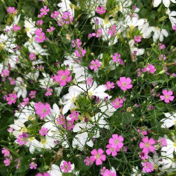 ピンクの日の画像 by HIROさん | 小さな庭とかすみ草(ジプソフィラ)と小さな花とかわいい花とこぼれダネとピンクの日