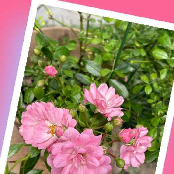 可愛いピンクの画像 by あやりんさん | 小さな庭とミニ薔薇♡と可憐なお花とhappy♡と可愛いピンクと綺麗♡と乙女色クラブと可愛い花びら♡と可愛い♡