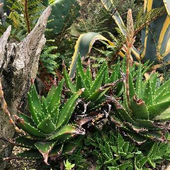 Aloeの投稿画像一覧 Greensnap グリーンスナップ